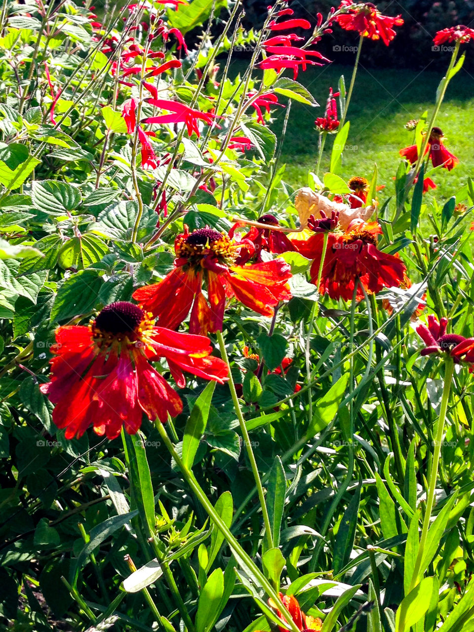 Autumn blooms