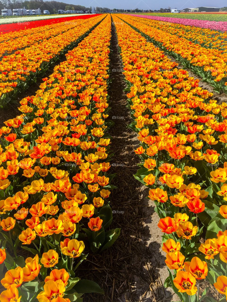 Lisse spring tulips Fields 