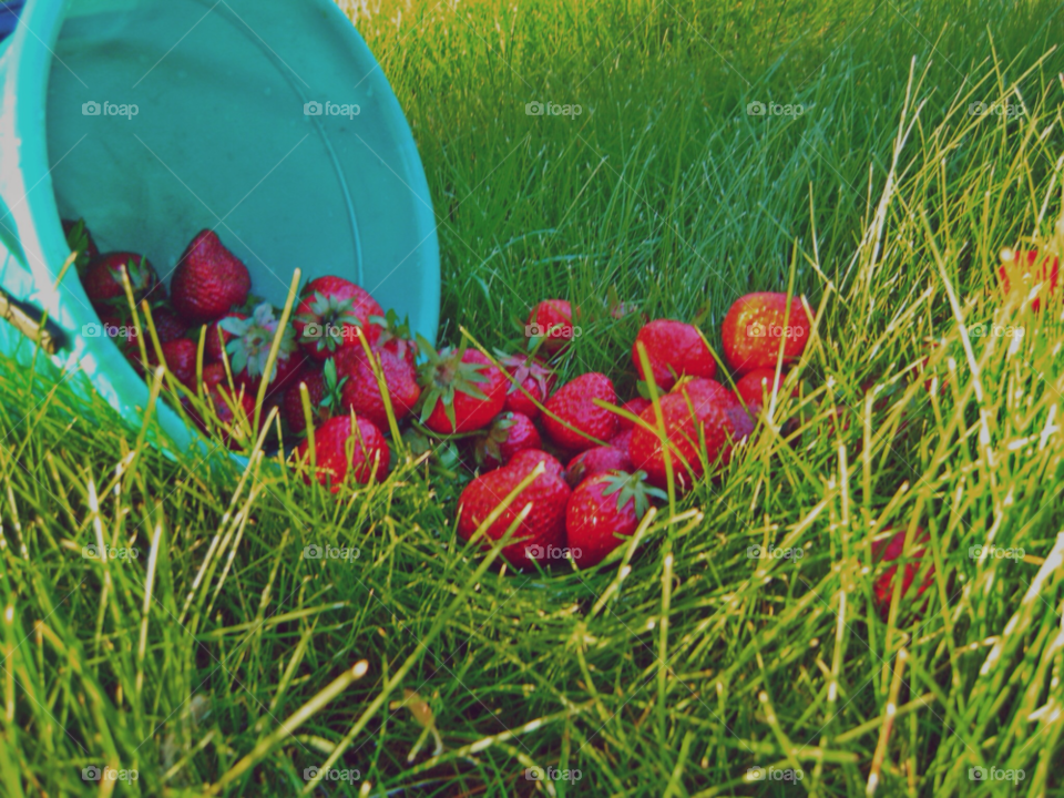 grass fruit strawberries bucket by levyatan