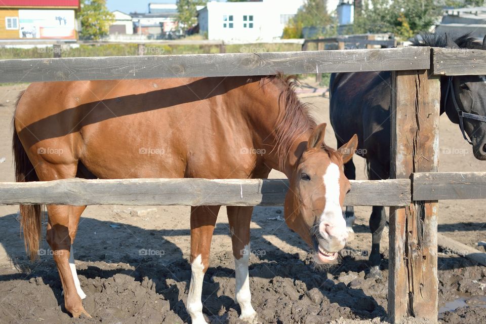 Horses at stable