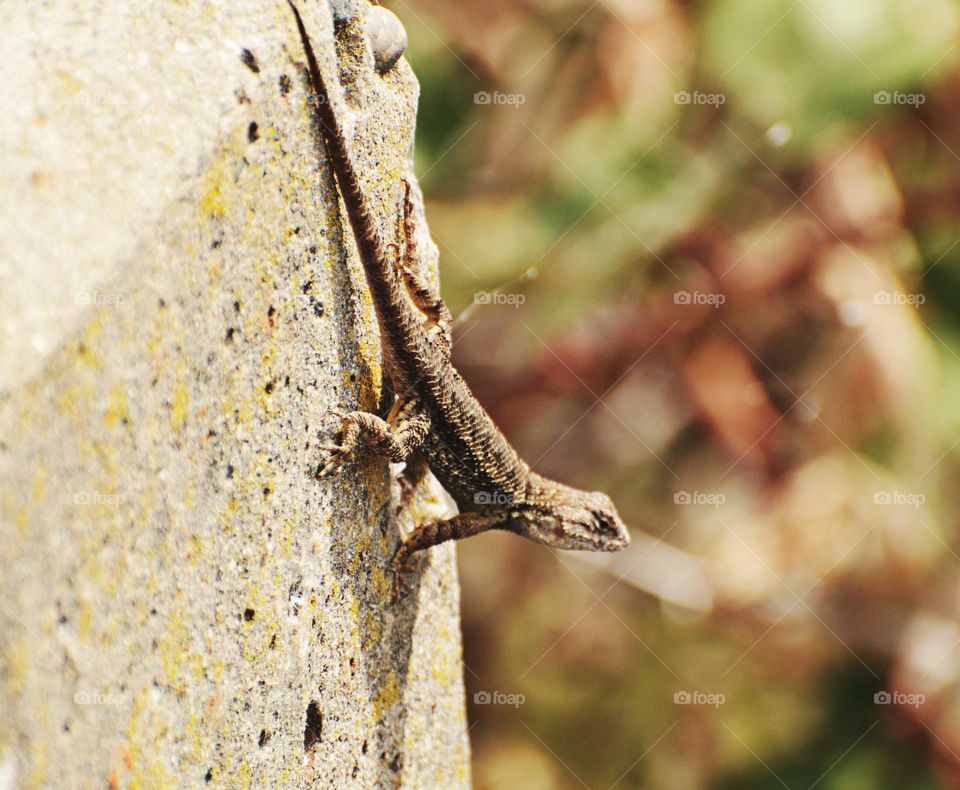 lizard crawling on a brick wall