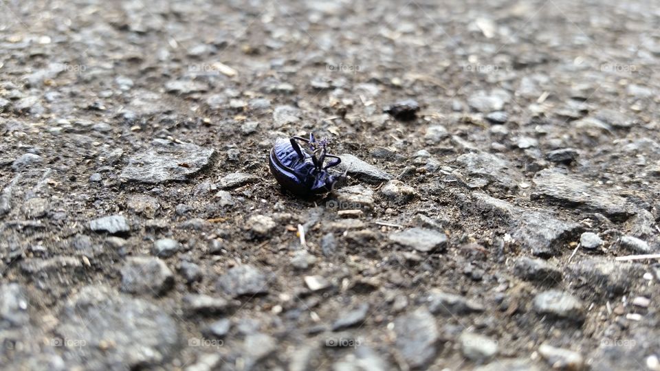 Peppermint bug