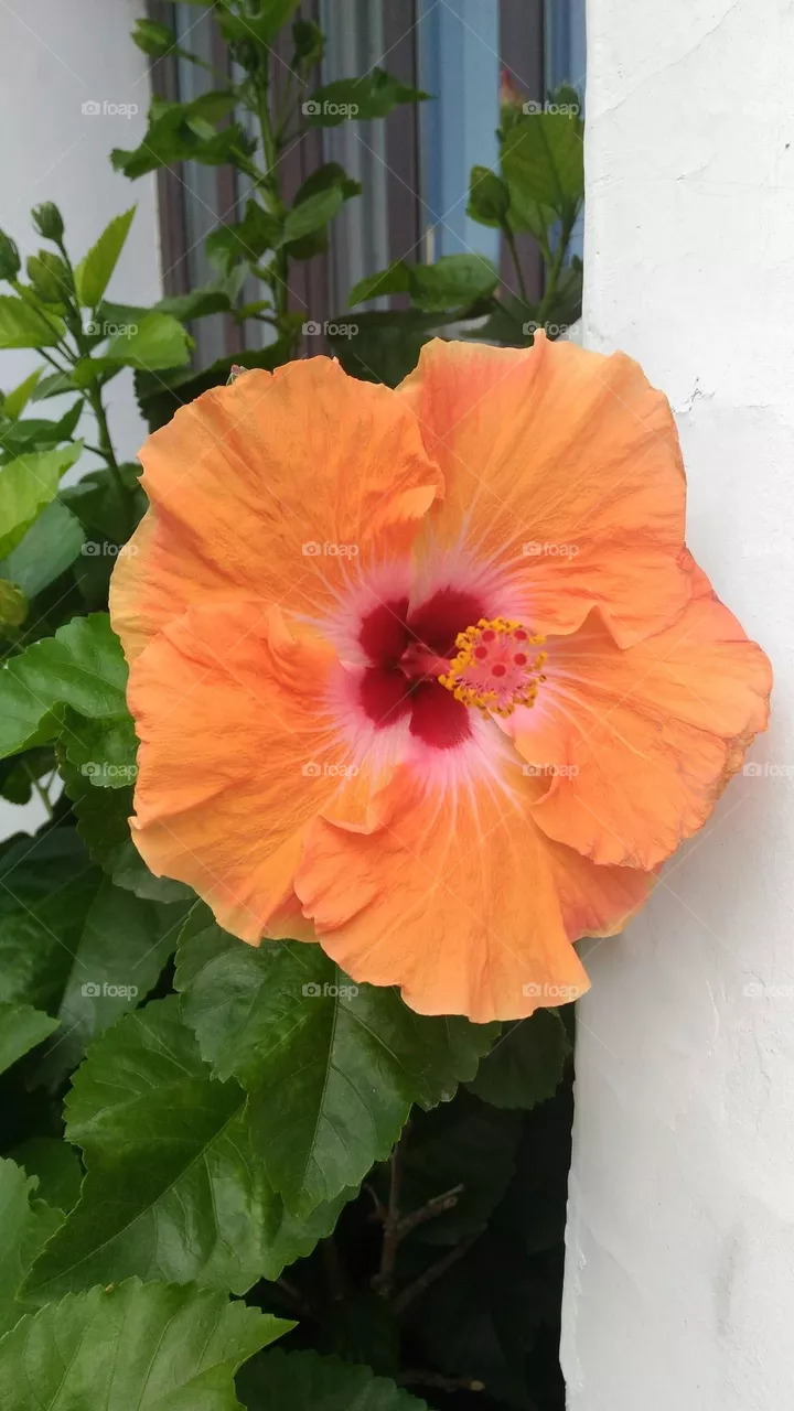 Orange hibiscus