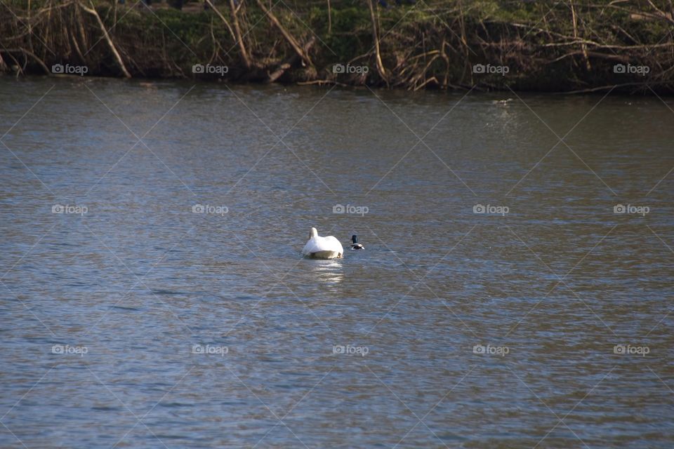 close up of a white swan
