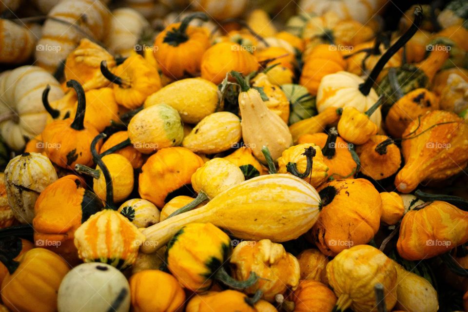 Fall harvest produces these beautiful shaped and textured gourds for decorating my table, my porch everywhere! These golden & green gourds were freshly picked and put on proud display at a local farm barely 10 minutes from my house. 