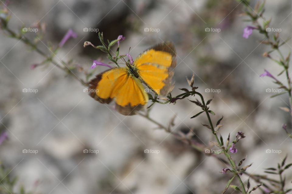 Orange Sulphur Butterfly