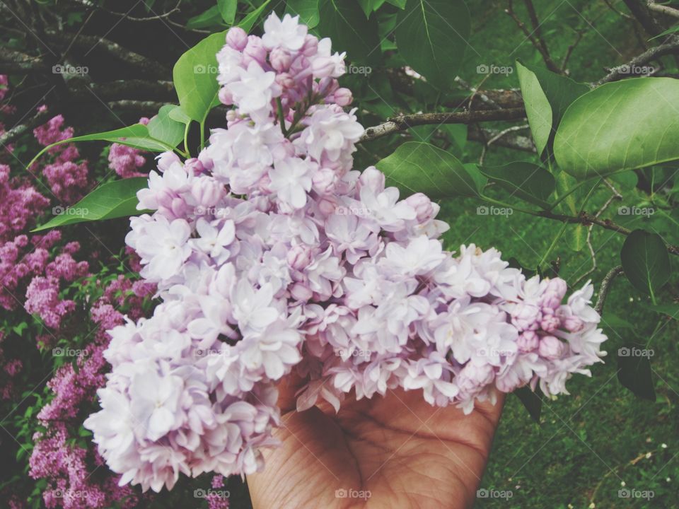 Lilac Flowers