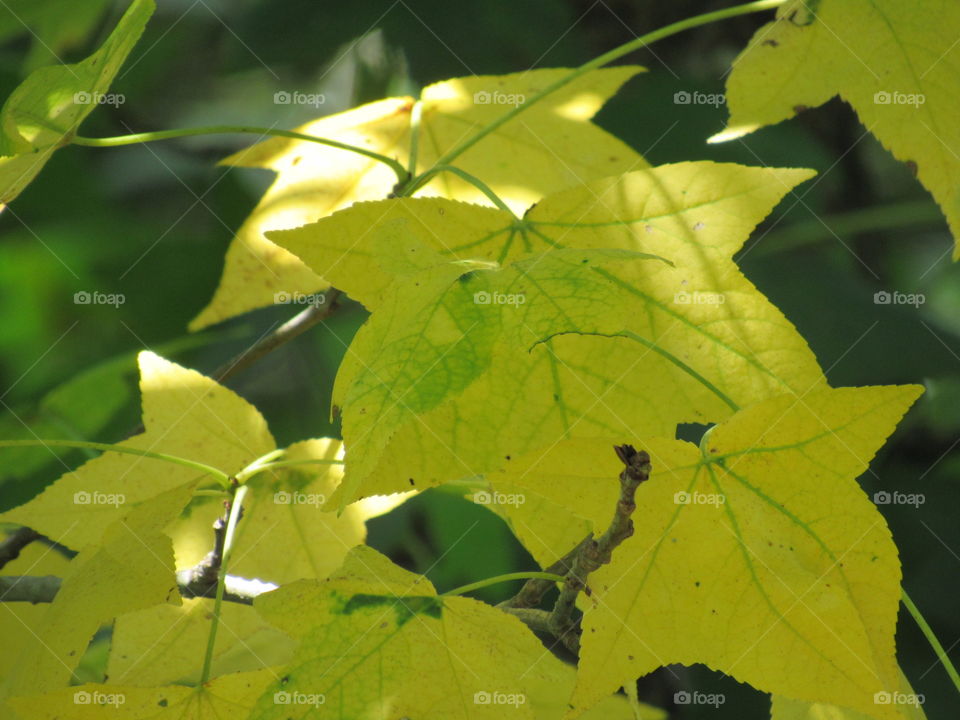 Leaf, Fall, Flora, Nature, Maple