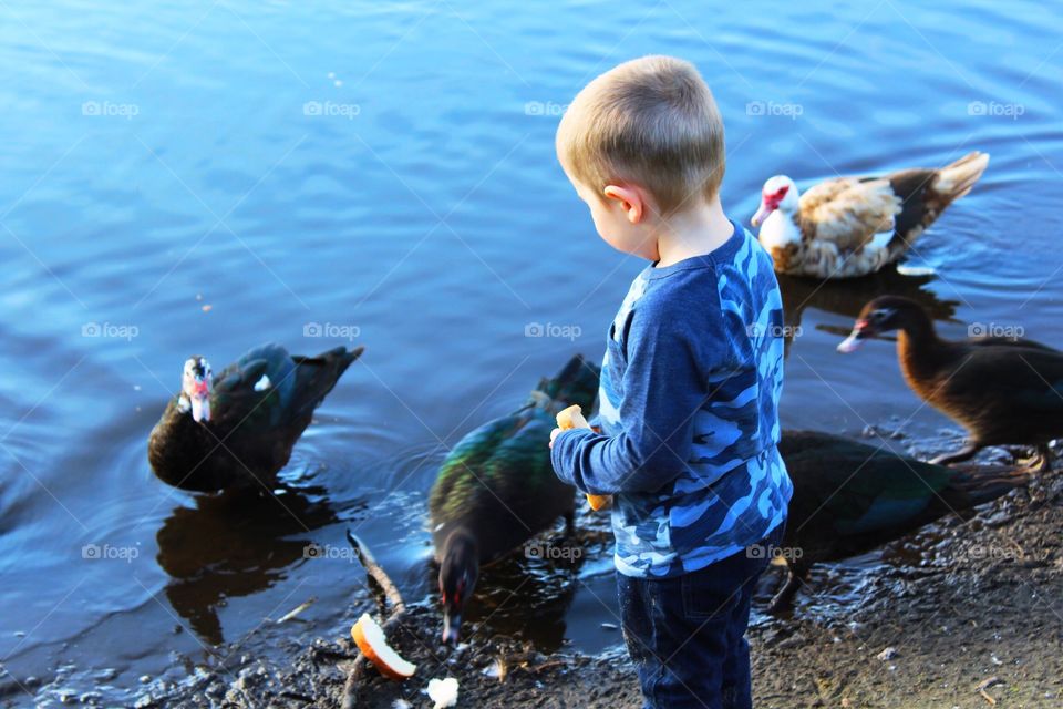 Boy feeding the ducks and the lake