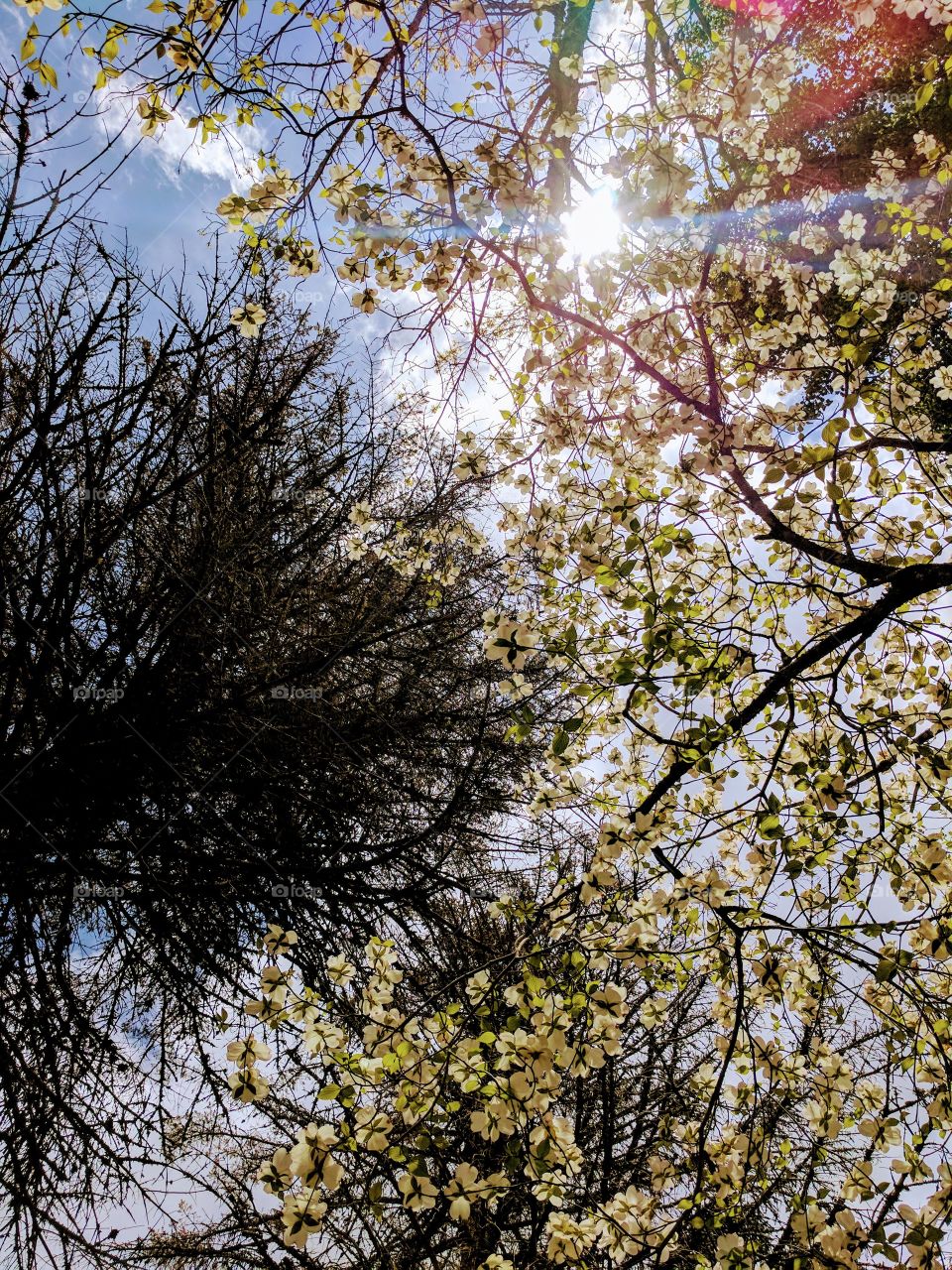 Laying on my back looking up at the trees on Lees-McRae Campus in Banner Elk, North Carolina.