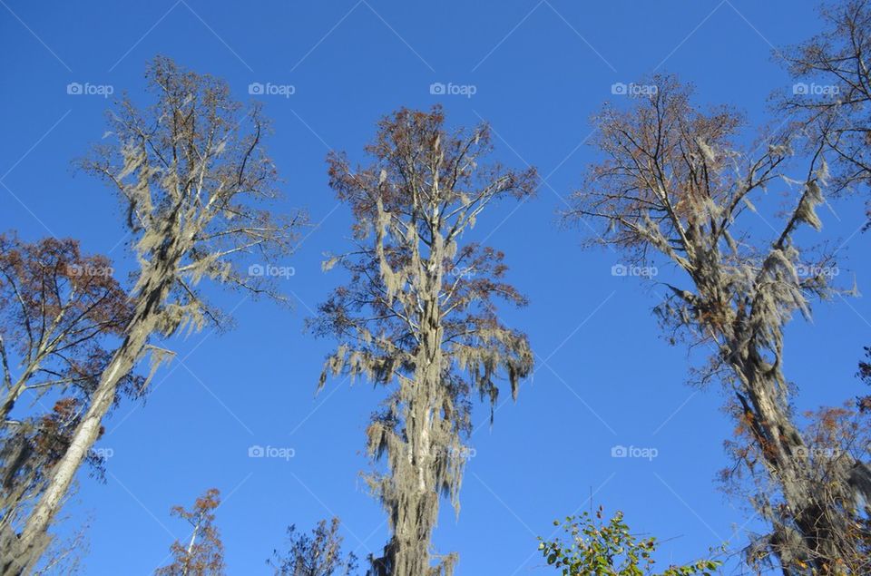 Trees with moss