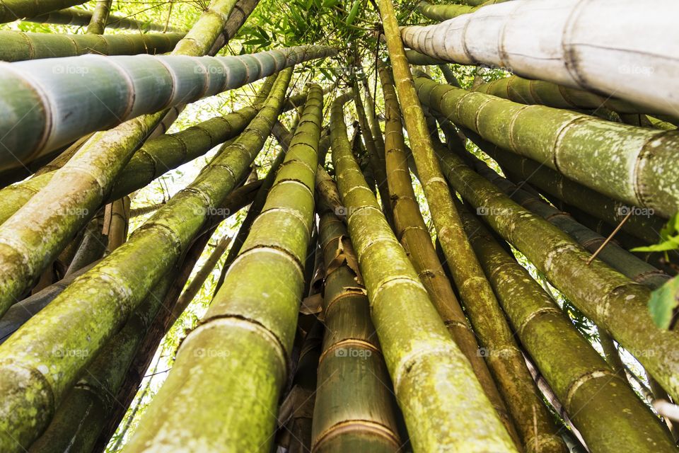 Bamboo