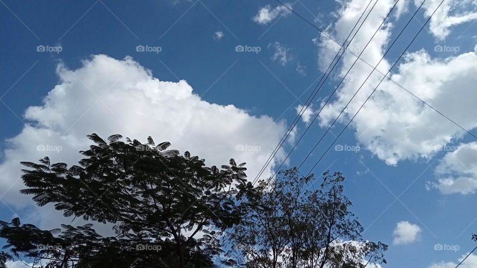 beautiful blue sky with green trees