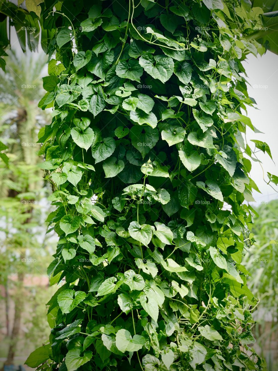 Leaves 