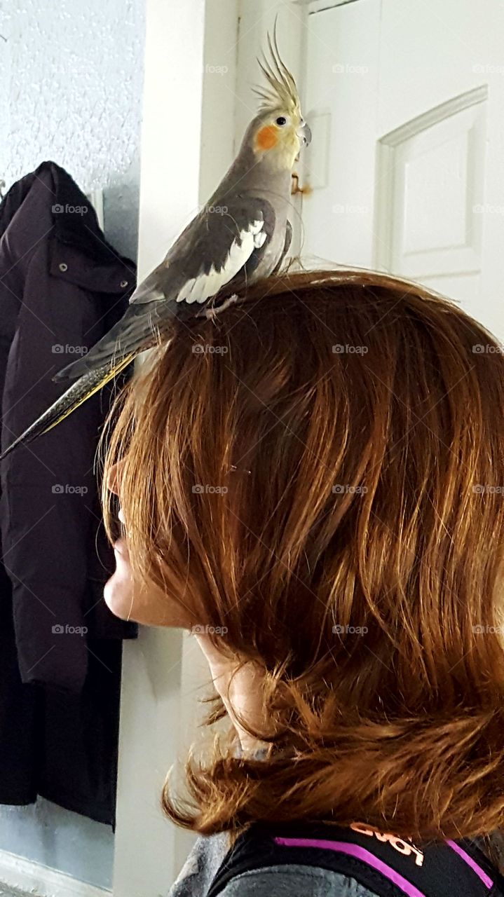 Happy cockatiel welcomes one of her humans home from school
