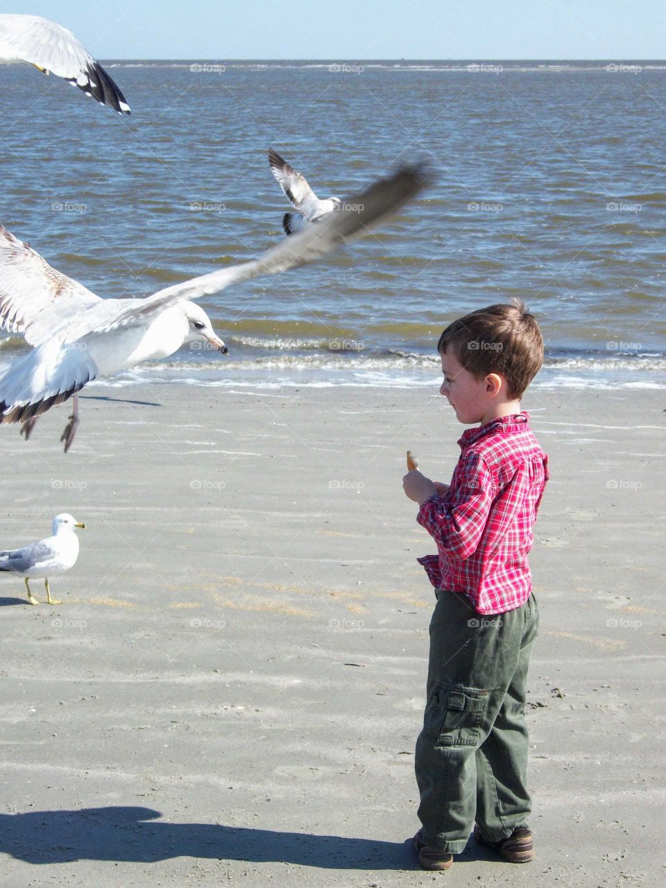 Feeding seagulls