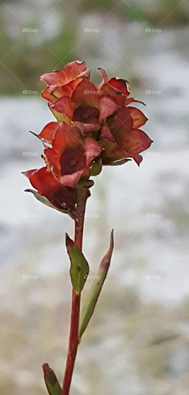 Flower, No Person, Nature, Leaf, Flora