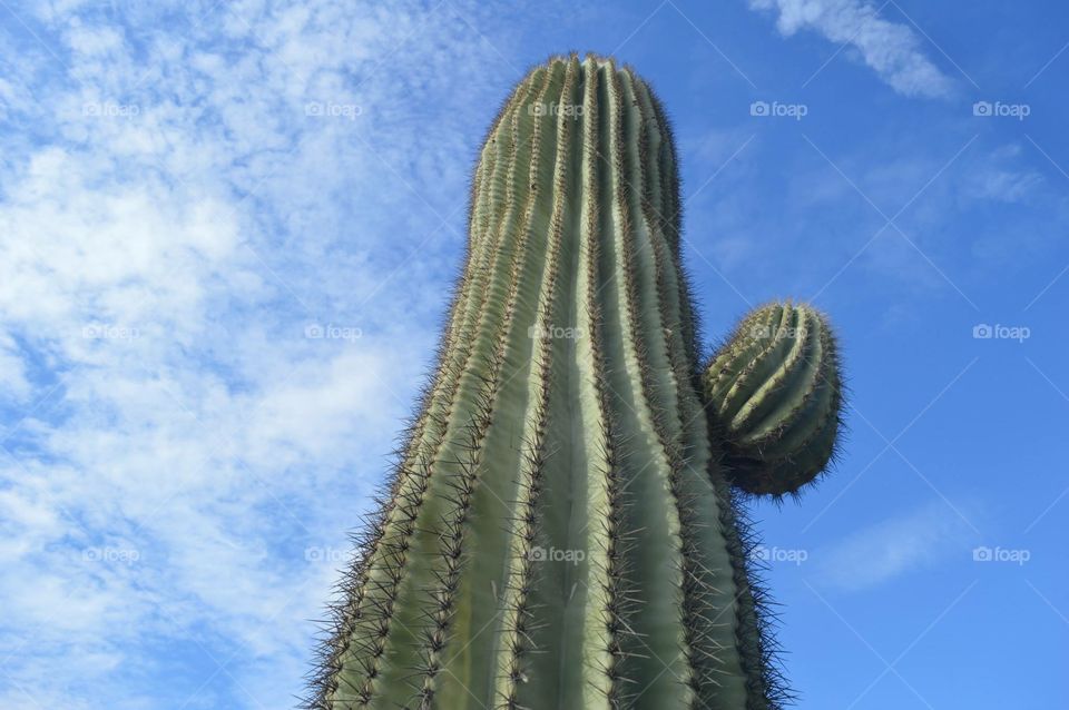 Cactus, Sky, No Person, Nature, Desert