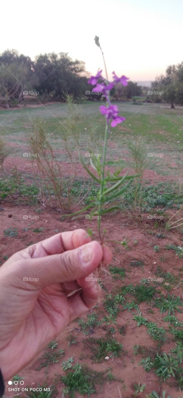 beautiful Violet plant