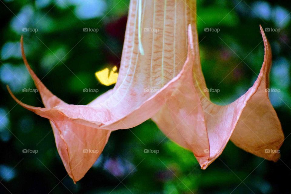 Pink flower blooming at outdoors