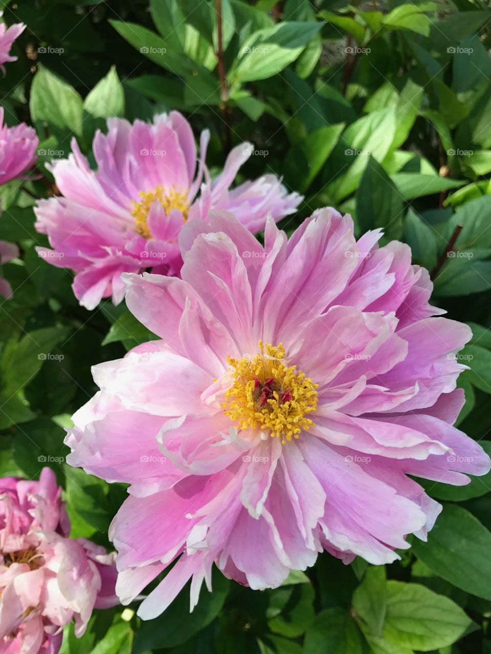 Beautiful, light pink flowers at the Lauritzen Gardens in Omaha, Nebraska