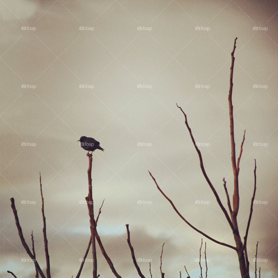 nature, bird, tree