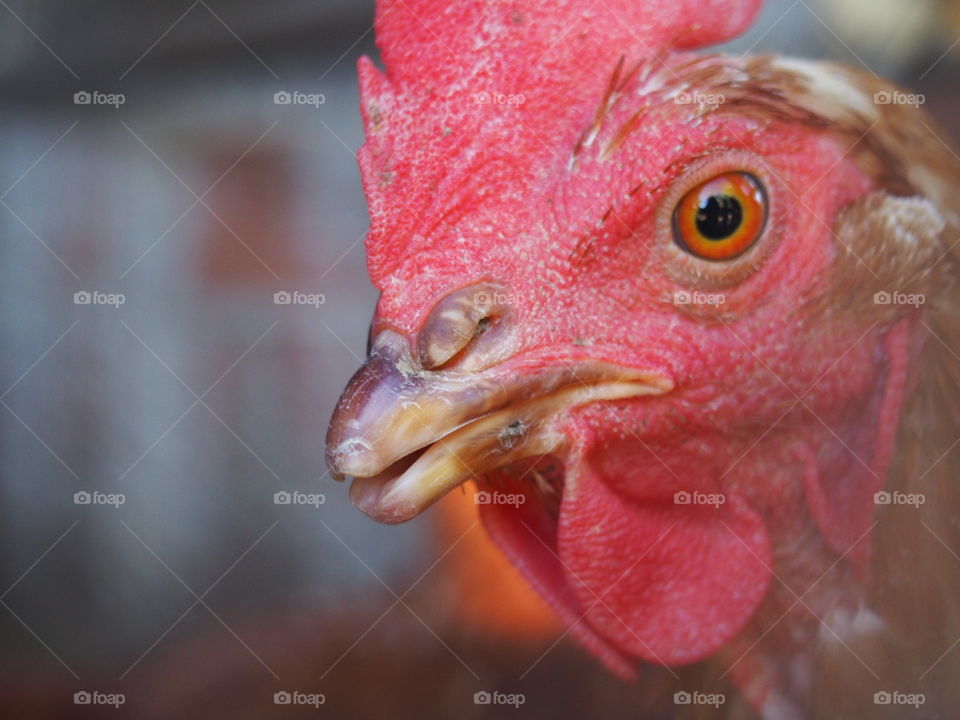 Close-up of rooster