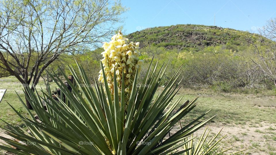 yucka  plant  blooming in Texa