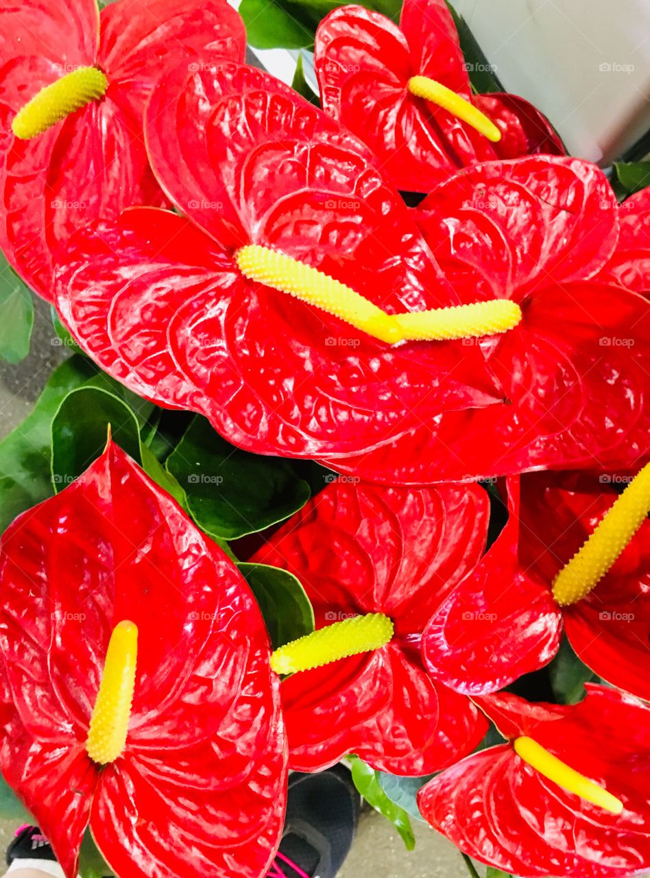 Red and yellow plant