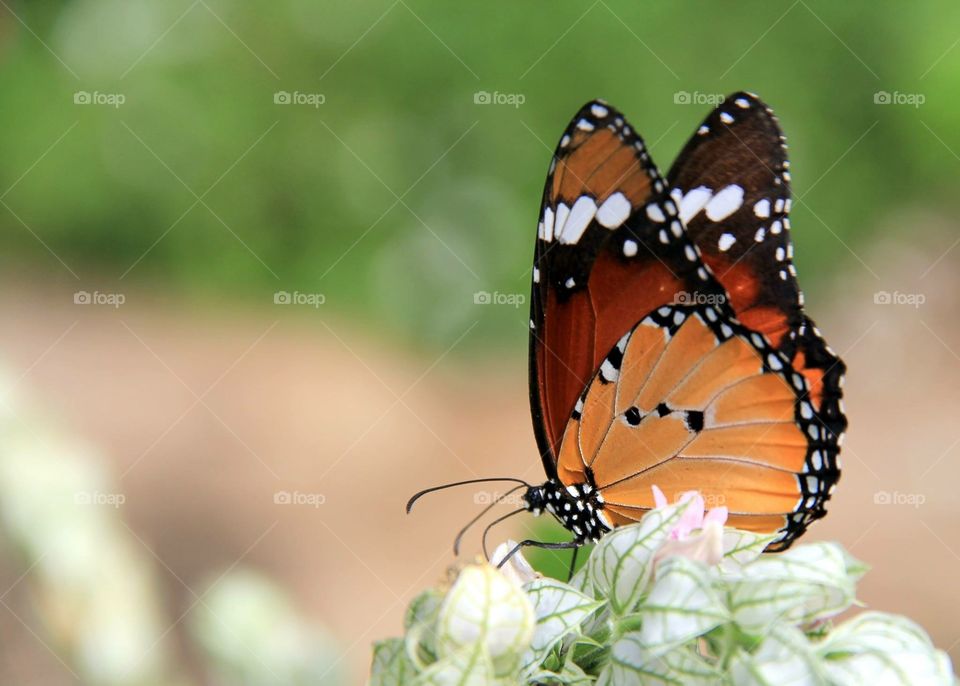 Butterfly. Butterfly on white flower