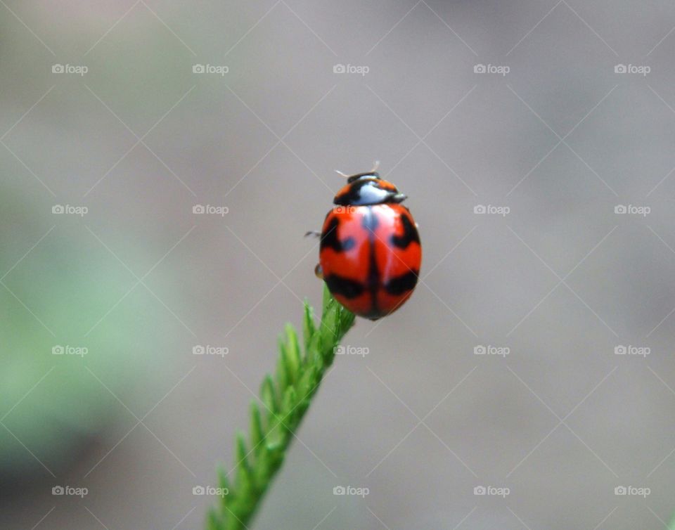 Ladybug on top of the grass