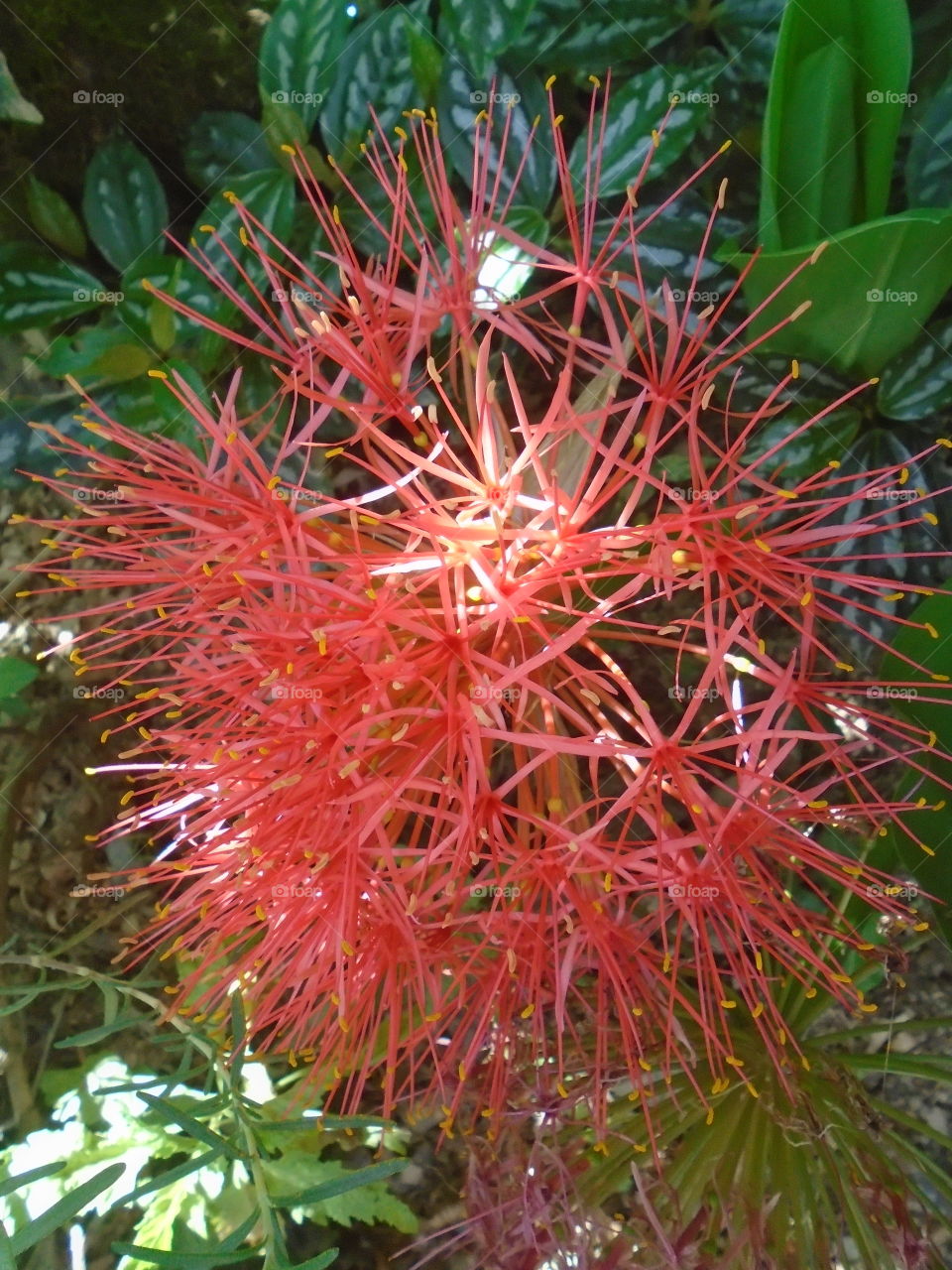 Crinum bulbispermum (Burm.f.) Milne-Redh. & Schweick.