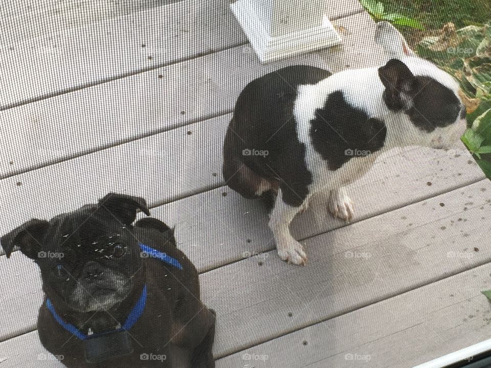 Pug And Boston Terrier
