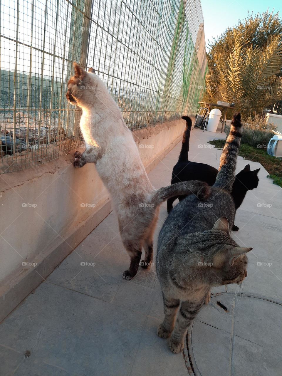 something curious about