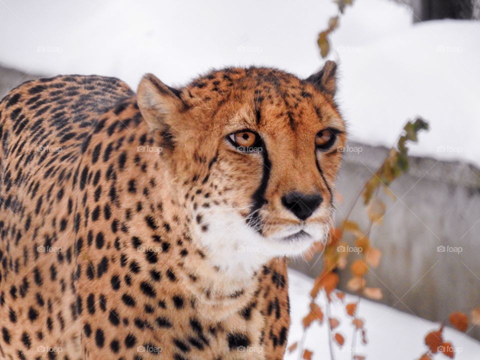 Cheetah portrait