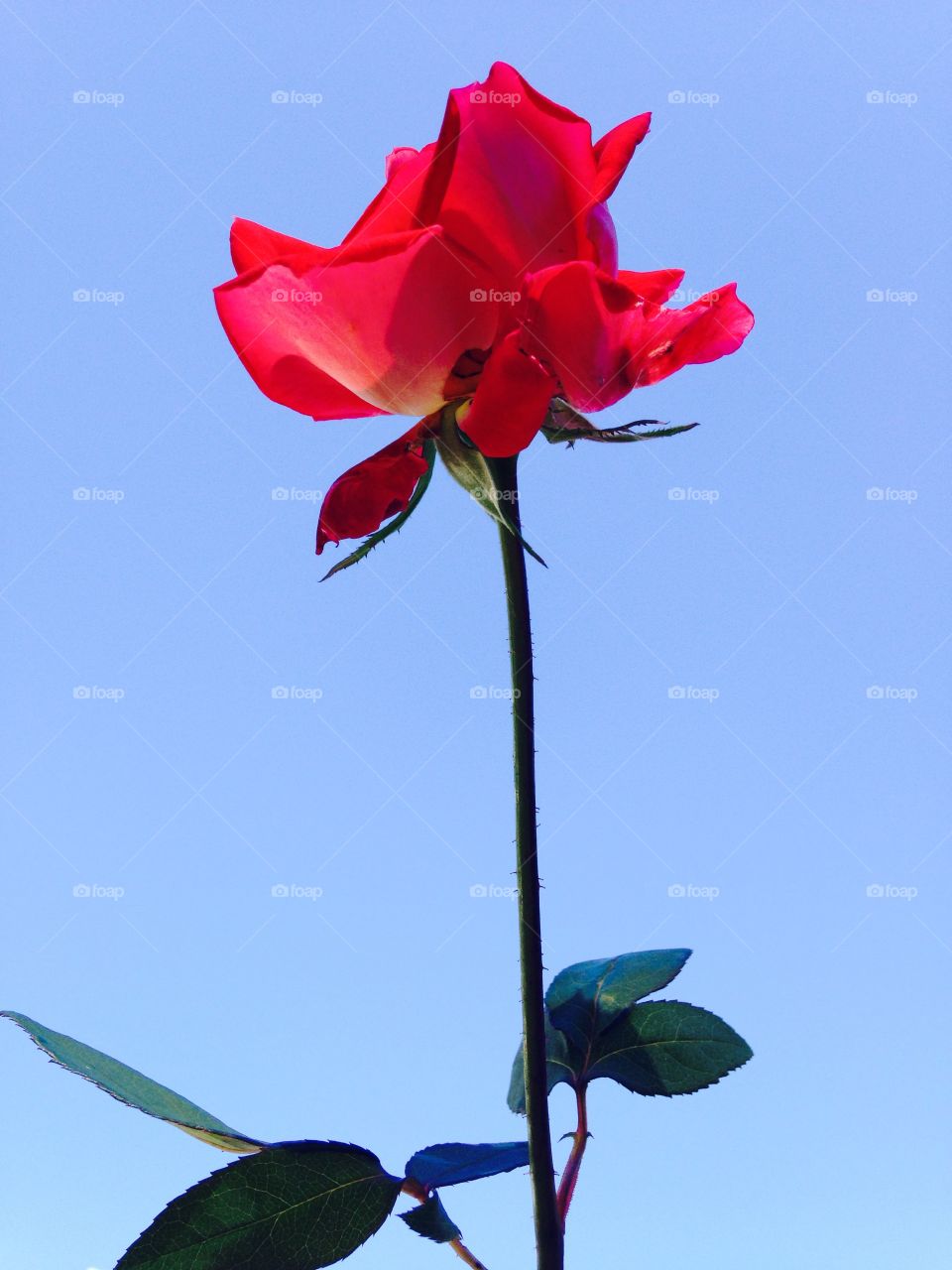 Close-up of red flower against sky