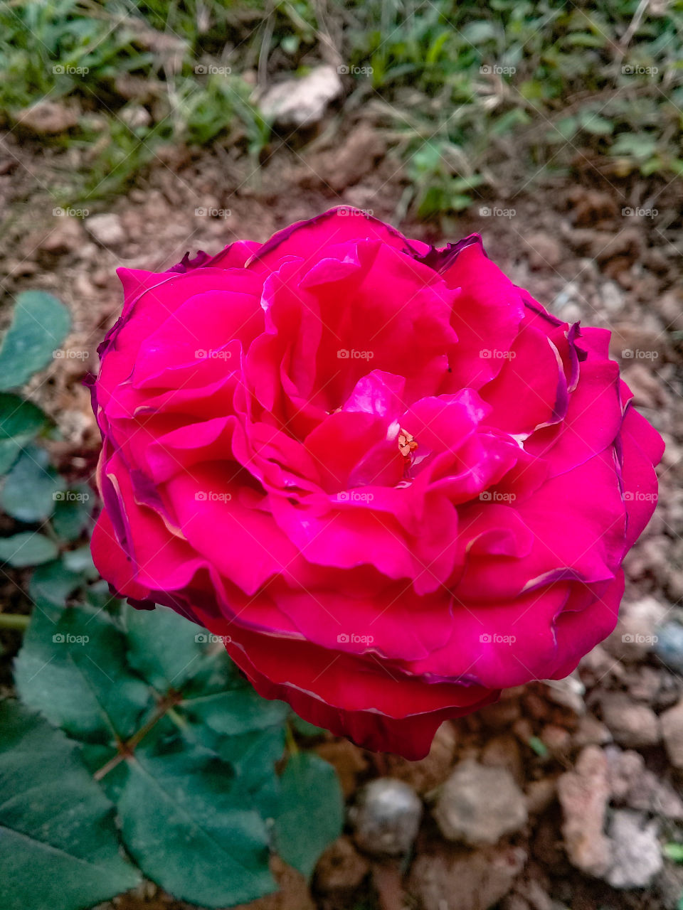 Red Rose