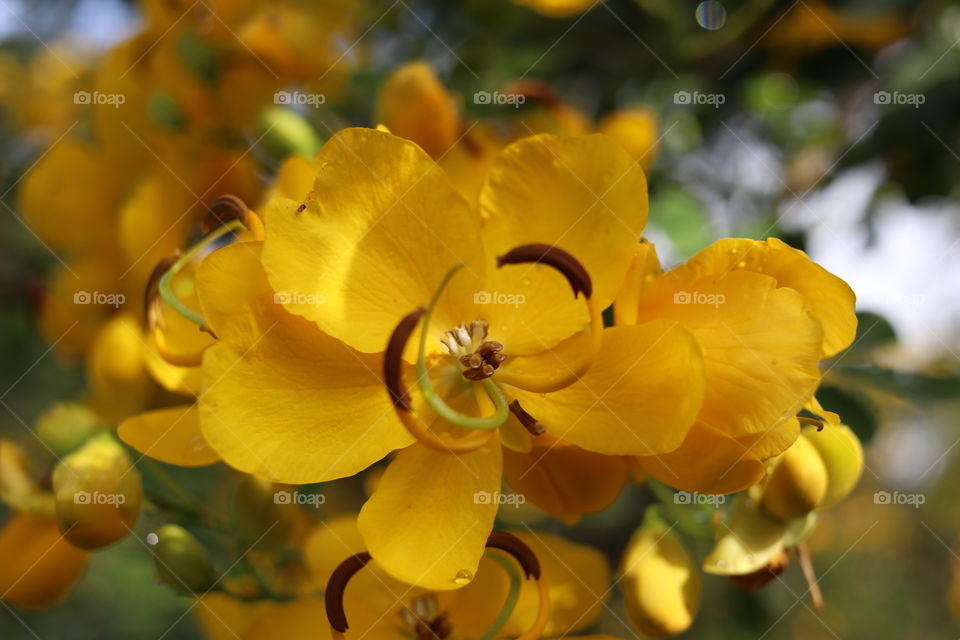 Closeup of yellow flower with raindrops on the petals