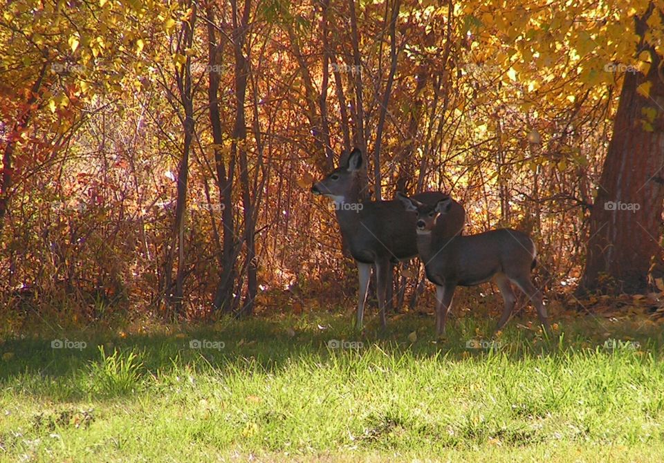Deer in Fall Colors