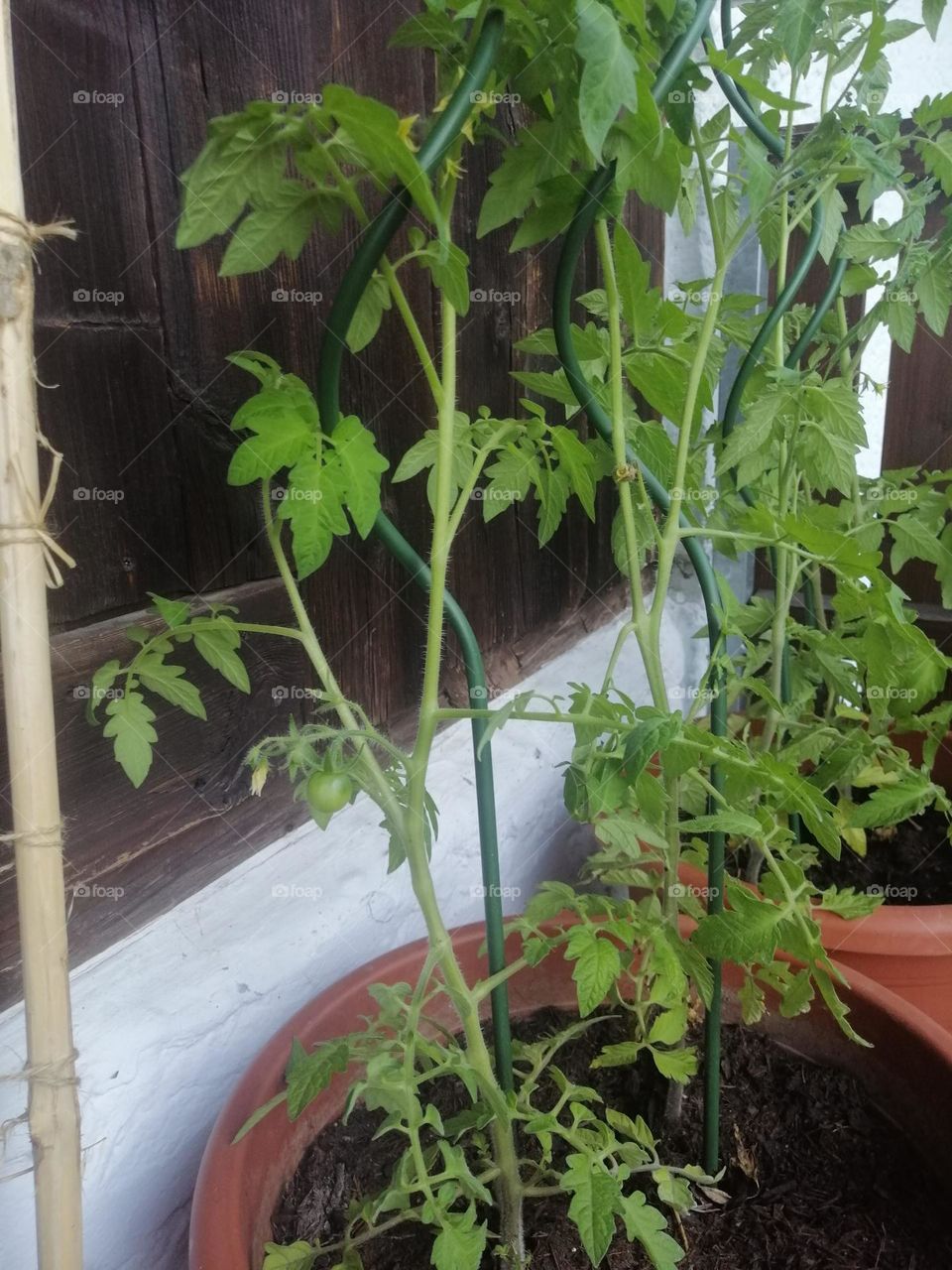 Tomato sprouts