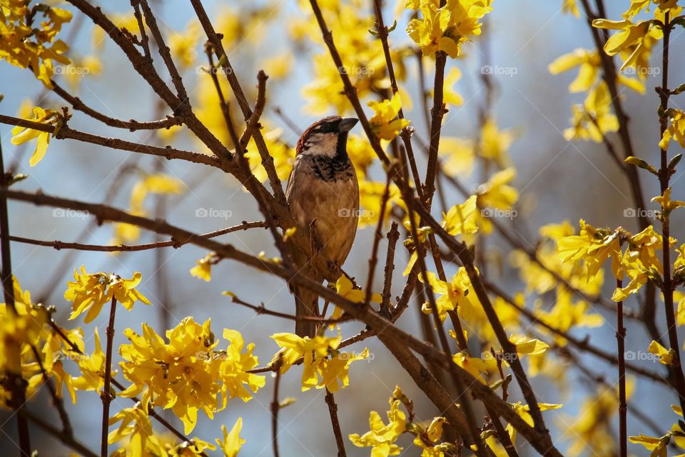 Sparrow at the branch of a blooming yellow spring tree