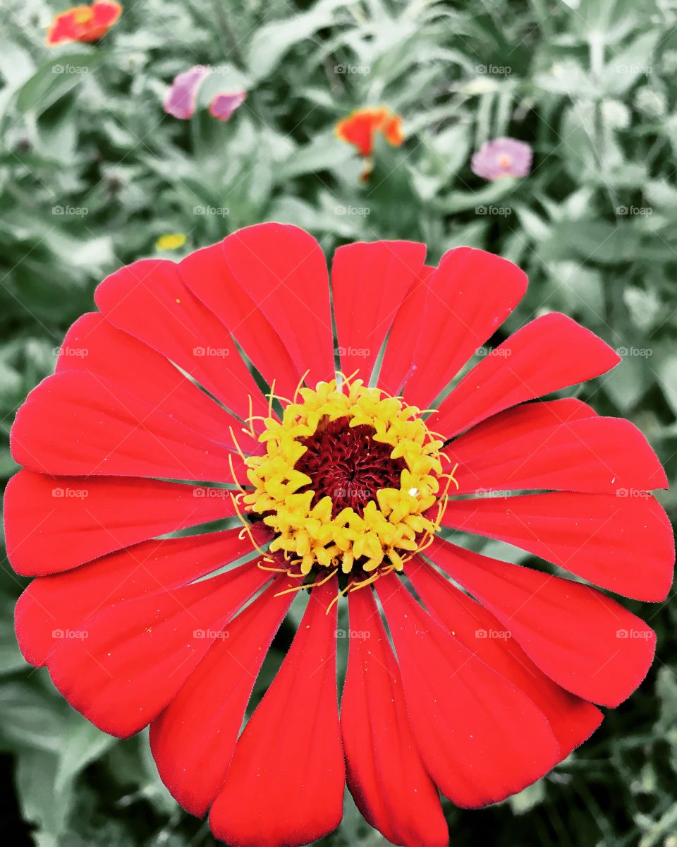 Red flower 