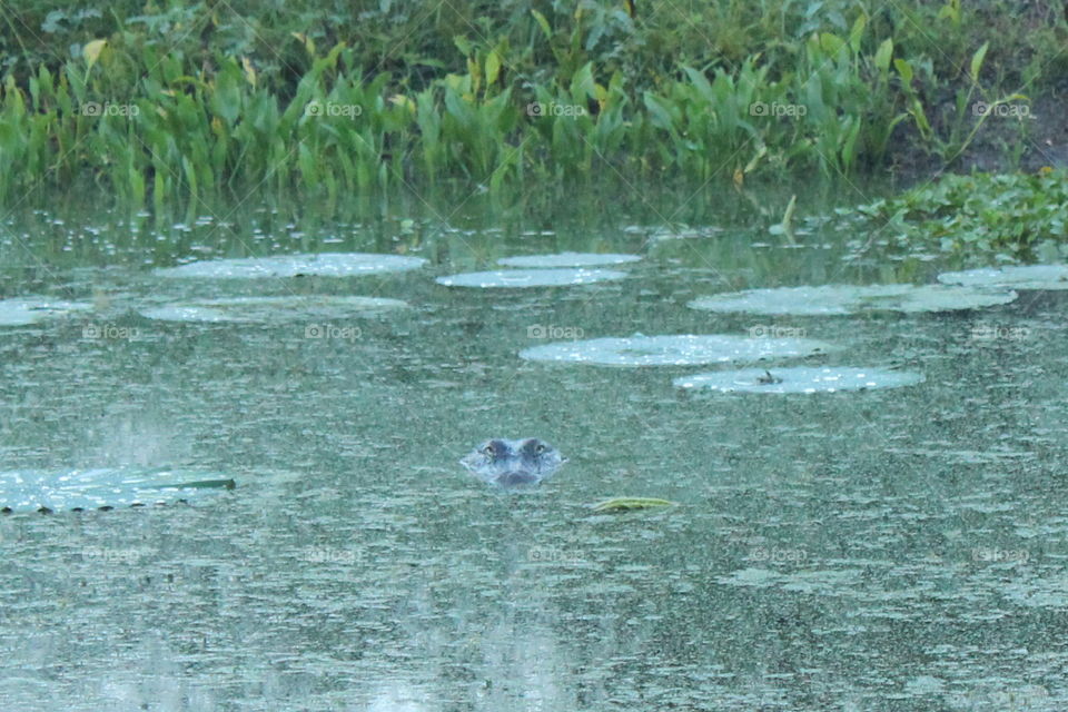 Looking right at you. Wild TX Alligator 