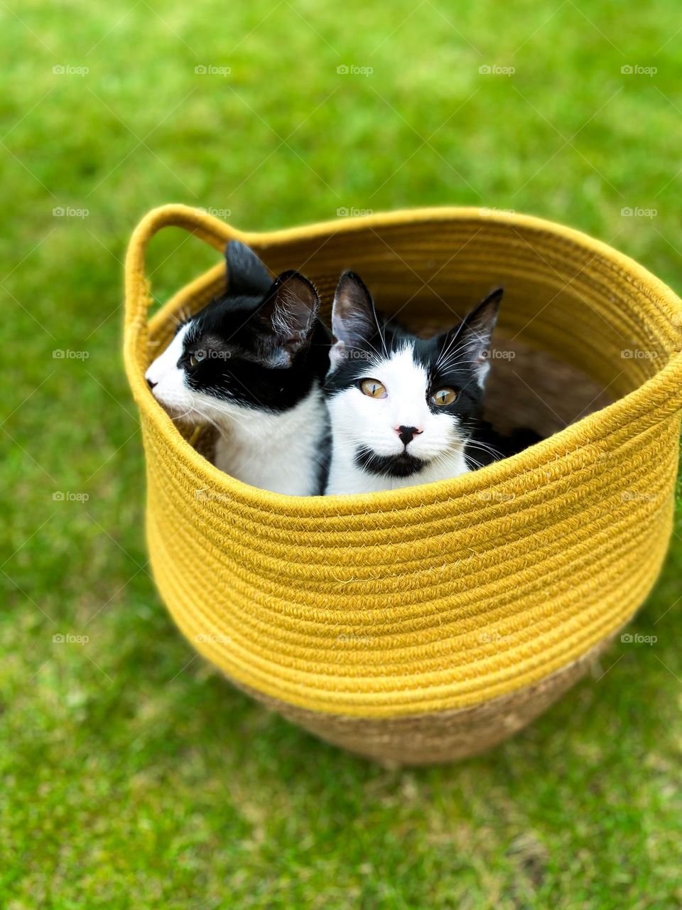 Two cats in a basket