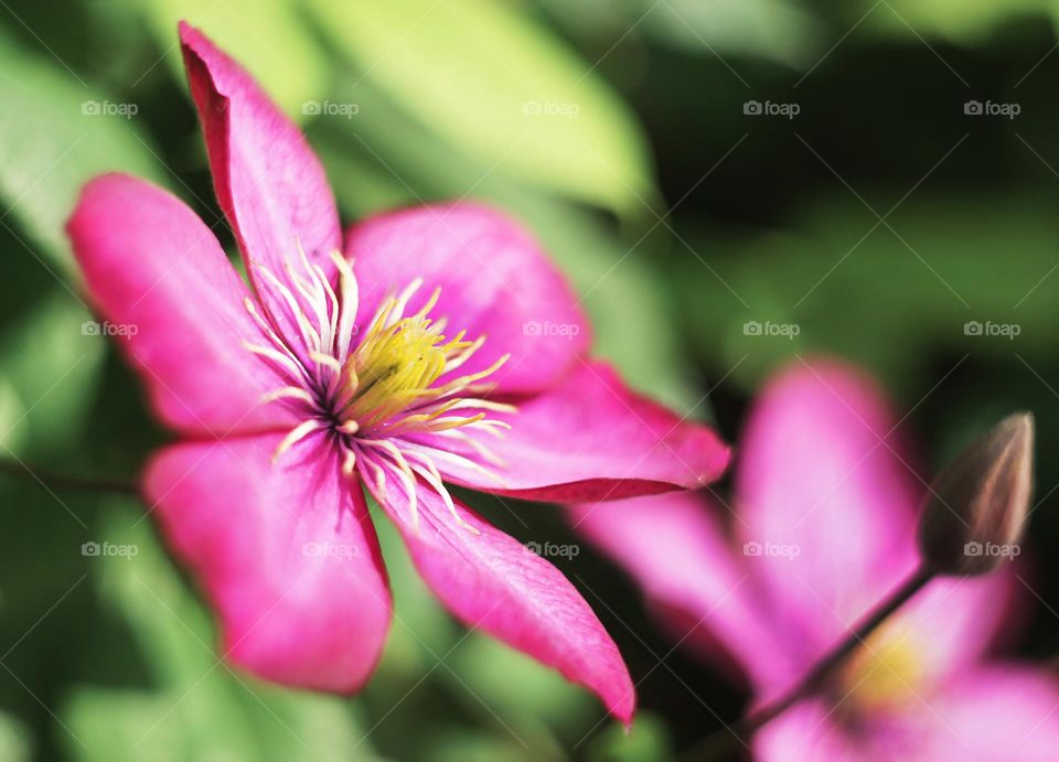 flowers in the garden