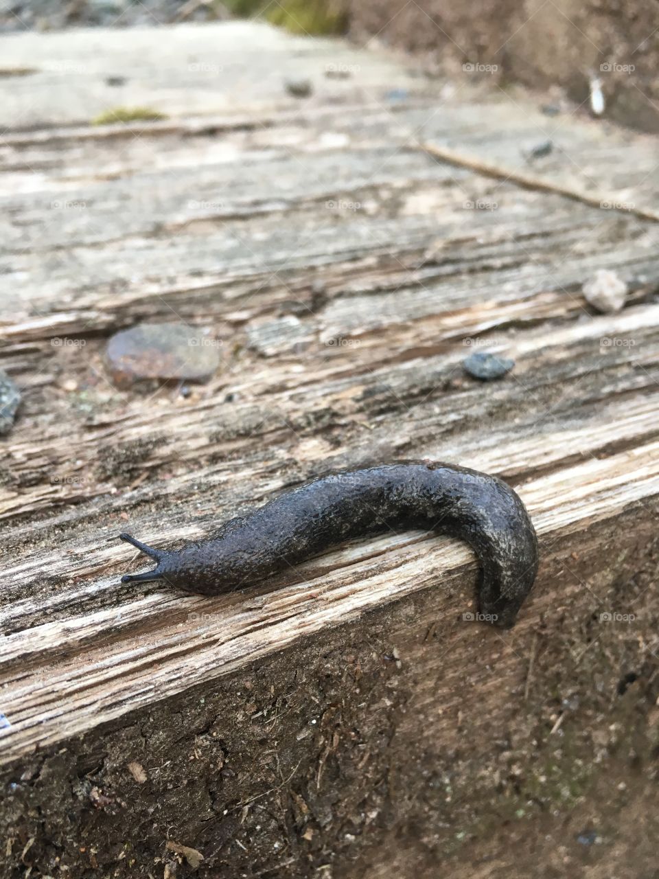 Slug