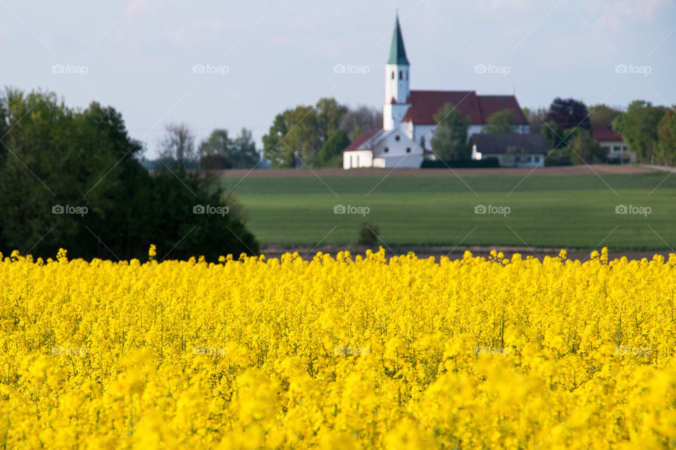 Yellow field of rapeseed flowers