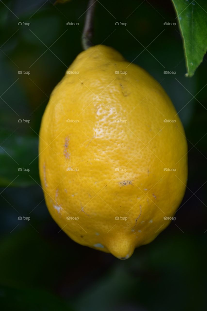 Lemon