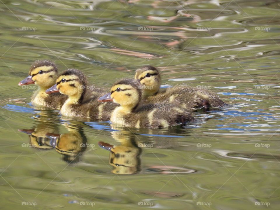 Little ducks