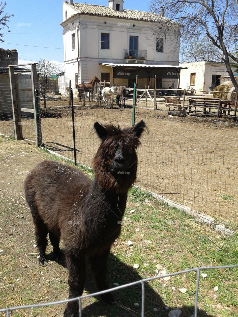 Fattoria